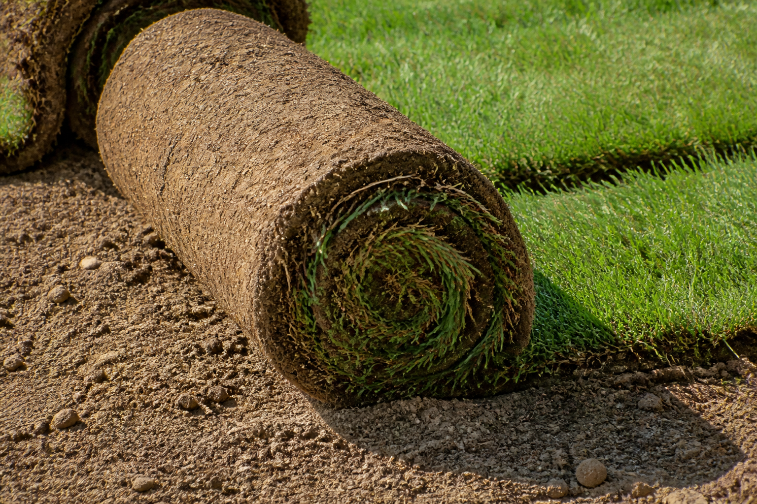 Sod strips unrolled onto prepared soil
